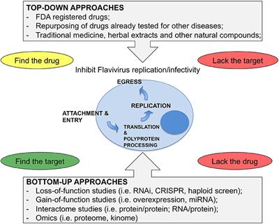 Cellular Targets for the Treatment of Flavivirus Infections